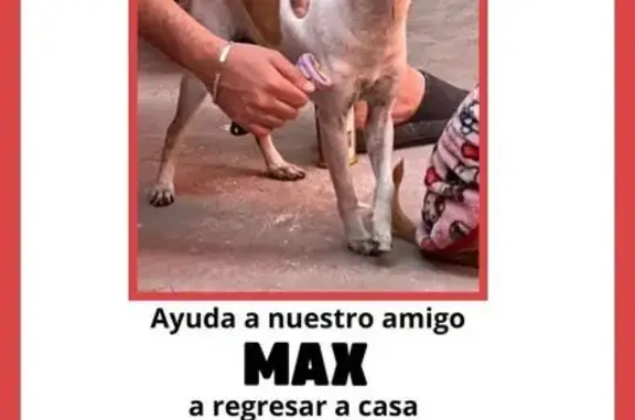 Búsqueda de mascotas, foto: Perdido perro, Avenida José del Pilar León, 161, Ciudad Nezahualcóyotl, Ciudad Nezahualcoyotl — blanco con café