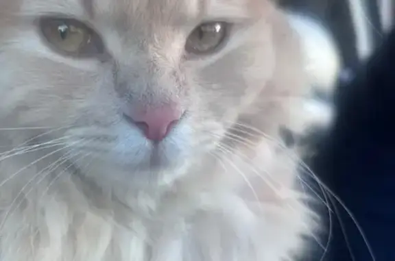 Gato perdido, Valhermoso de la Fuente, Castilla-La Mancha, Cuenca — hembra de pelo largo y cola pomposa - photo