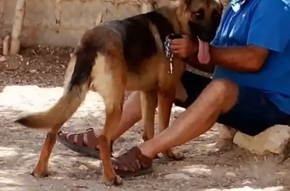 Perro perdido, Cieza, Región de Murcia, Valencia — pastor alemán marrón y negro - photo