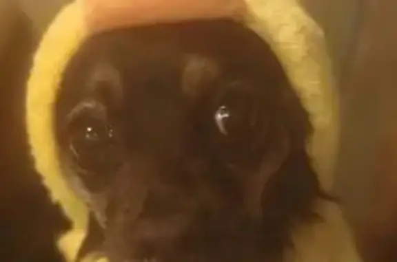 Lost dog, West Hamilton Avenue, 591, Campbell, Los Angeles — female Chihuahua mix - photo
