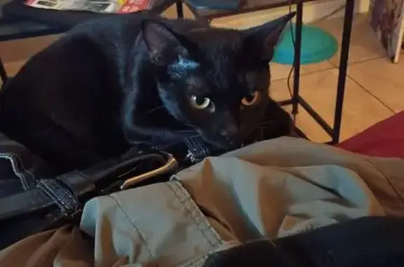Lost cat, female, 2535-1 Jammes Ap, Jacksonville — small all-black tabby - photo