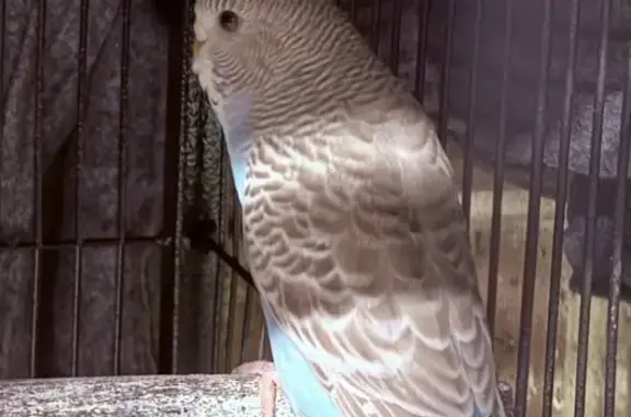 Lost pets Swan, photo: Lost bird, Avocet Grove, Perth, Swan — female with a clipped wing
