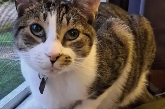 Lost cat, Linden Road, Kent, Arlington — male with bright green eyes - photo