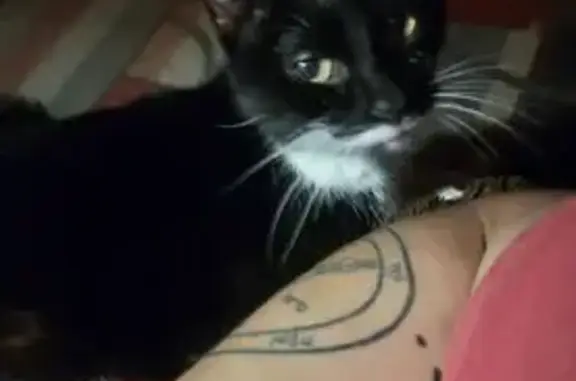 Lost cat, West Wardlow Road, 2366, Long Beach — 13-year-old female tuxedo cat - photo