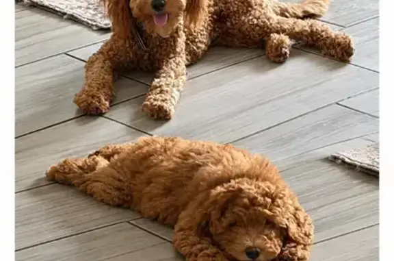 Lost dogs, East Weatherby Way, 1016, Chandler — male and female, friendly - photo