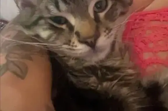 Missing cat Sacramento, photo: Lost male cat, 39th Street, 6155, Sacramento — dark M marking