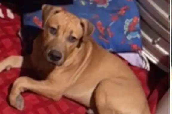 Missing dog Pecos, photo: Lost dog, Stafford Boulevard, Pecos — male with a scar on his nose