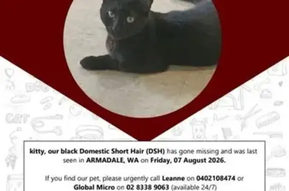 Missing cat Armadale, photo: Lost cat, Cambell Road, Armadale — friendly male with yellow-green eyes