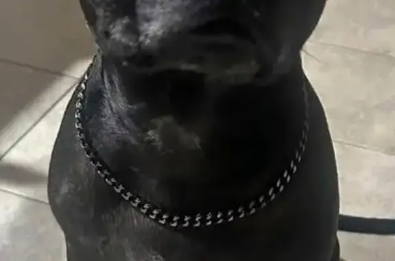 Tyson is 8 years old, hes very friendly with people not so much with other dogs, hes a small Staffy, brown eyes, dark coat, black with little lighter brown colour going through, he was wearing a chain collar or no collar, he have a chip so when found he can be scanned. He was missing yesterday 11/10/2026 from around 6pm, Karrinyup aeria. Hes owner is devastated so please let us know! Contact: Ralph 0415 554 308 Magda 0421 498 900