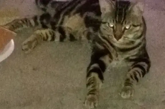 Missing cat New Orleans, photo: Lost male cat, New Orleans — got out of the house