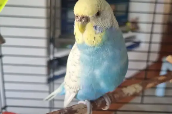 Lost pets Para Hills, photo: Lost Bird, female, Bentley Drive, 17, Tea Tree Gully, Para Hills - pale wings and soft lump