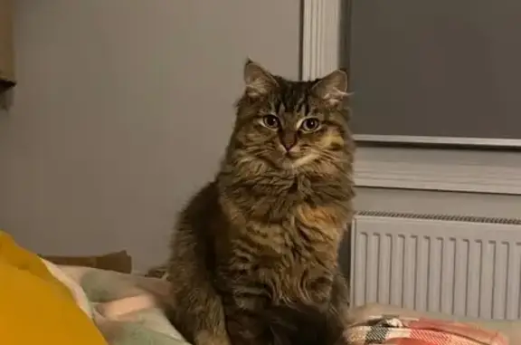 Lost pets Melbourne, photo: Lost cat, Capel Street, 160, Melbourne – female torbie with a fluffy tail