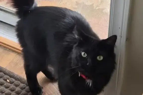 Lost cat, male, Hopkins, Minnesota, Brooklyn Park — black long-haired cat named Ozzy - photo