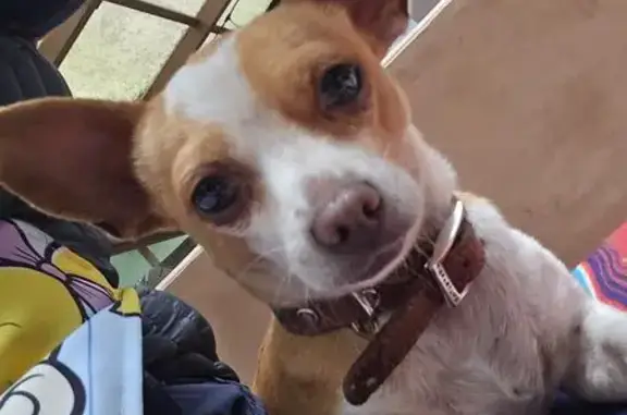 Búsqueda de mascotas, foto: Perro encontrado, Villa Alpina, Méx., México, Mexico City — chihuahua hembra con collar de colores