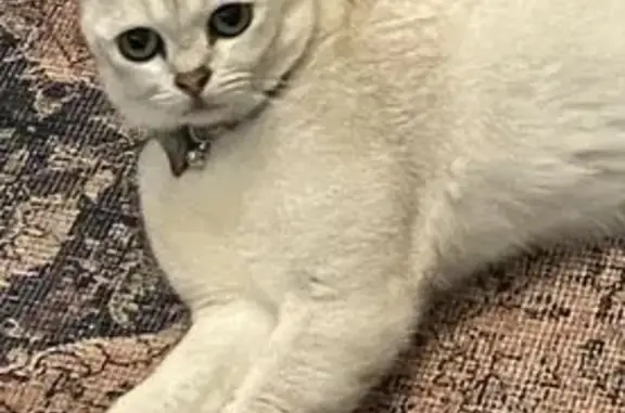 Lost pets Perth, photo: Lost cat, male, Salen Lane, Gosnells, Perth — blue bell