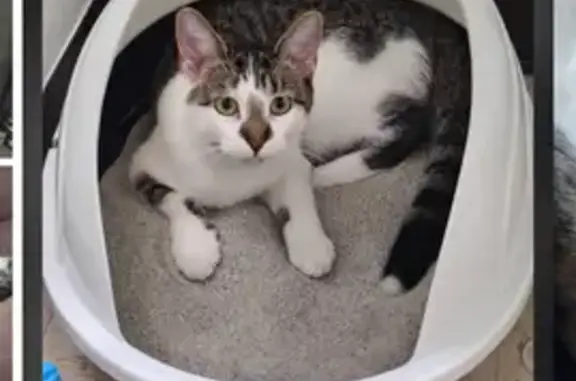 Lost cat, female, Danville, Illinois, Columbus — white with tiger stripe spots - photo