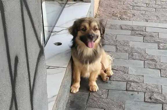 Cachorro encontrado, Artur Alv...