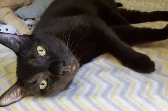 Lost cat, North Thunderbird Drive, 5190, Apache Junction — female, black with green eyes - photo