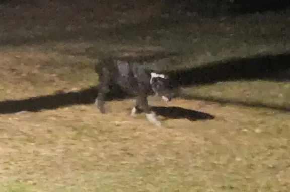 Found dog Lansing, photo: Found dogs, West Clark Road, 4842, Lansing — two large black Rottweilers