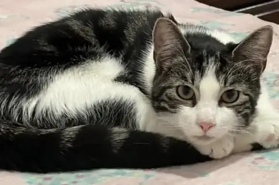 Lost cat, Loomis Street, Elizabeth, Manhattan — male - photo