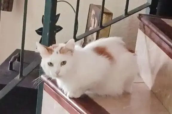 Gato perdido, Calle de la Dorada, 7, Alicante — pelo largo y muy asustadizo - photo