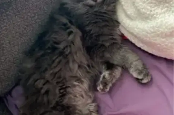 Lost cat, Charles Street, 11, Luray, Arlington — male with a fluffy tail and green eyes - photo