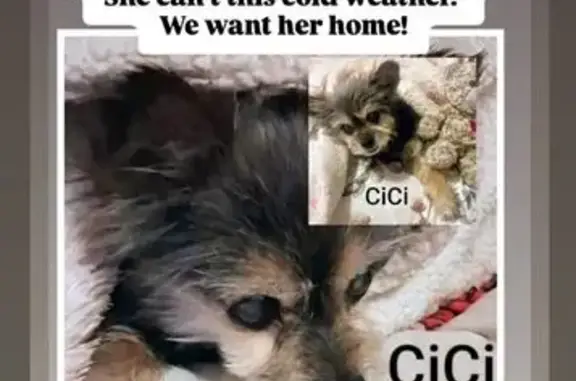 Lost dog, South Weber River Drive, 4375, Riverdale, Riverdale — female older Yorkie, blind and deaf - photo