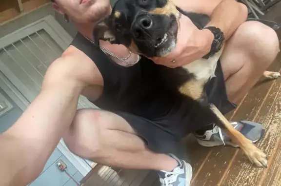 Lost dog, Old Stage Drive, 122, Bristol, Nashville — female with a naturally docked tail - photo