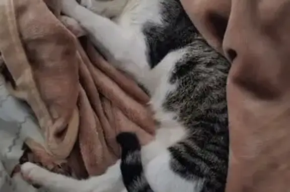 Gato perdido, Travessa Lua Nova, 174 — tigrado e branco, com olhos verdes - photo