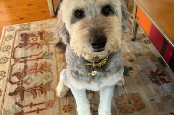 Lost Dog (male), Crohamhurst Road, Sunshine Coast, Brisbane — grey and light brown with a grey tick collar - photo