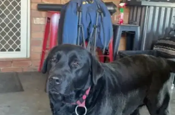Lost dog, female, Golden Heights Drive, 17, Greater Bendigo, Bendigo – black Labrador with a red collar - photo