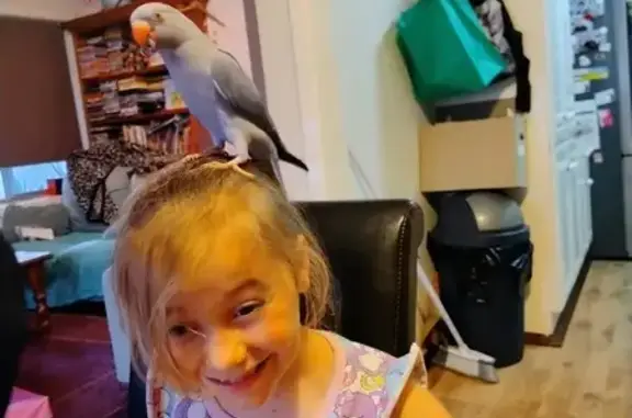 Lost bird, Douglas Street, Playford, Adelaide — blue/violet Indian ringneck named Dodo - photo