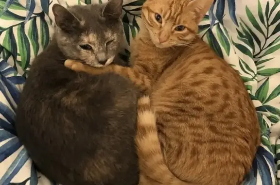 Perdido gato hembra, Passeig Garbí, 134, Castelldefels — gris con mancha blanca en la cara - photo