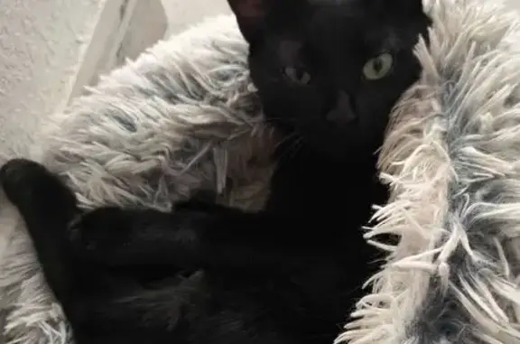 Gato perdido, hembra, Calle Vicente Blasco Ibáñez, 87, Torrevieja, Orihuela — se llama Bagira - photo