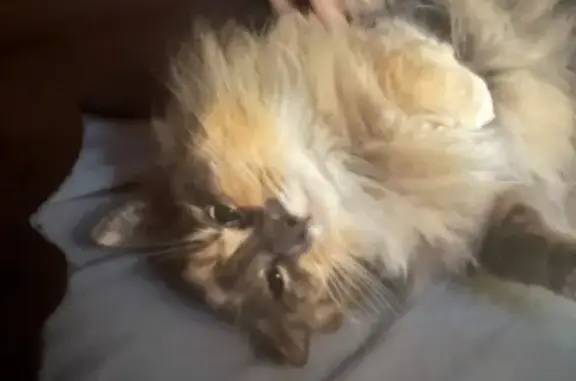 Lost cat, Suffolk Park, New South Wales, Sydney — very fluffy with a stumpy tail - photo