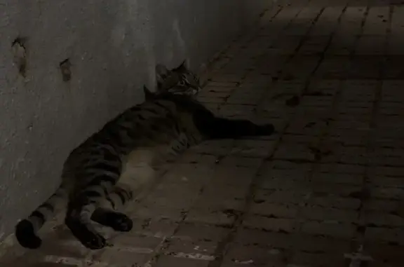 Gato perdido, Calle Ventura Morón, 2, Algeciras — aparece solo por las noches - photo