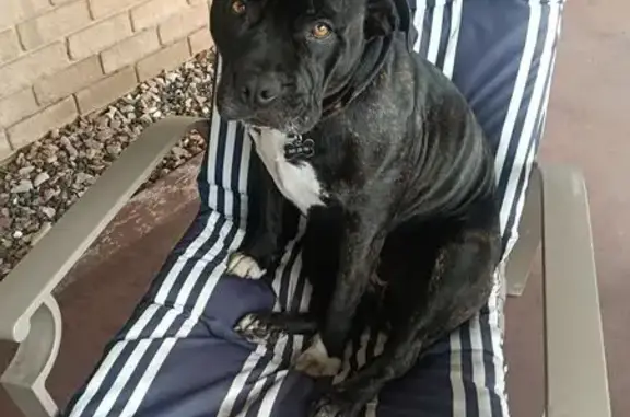 Loey is a beautiful black, white with a bit of brindle staffie, she did have a purple collar with her name and our number on it. Please help us bring her home we are missing her very much 