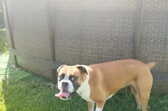 Perro encontrado Lugo, foto: Encontrado perro hembra, Outeiro de Rei, 27150 Outeiro de Rei, Lugo, España, Lugo — bóxer color canela
