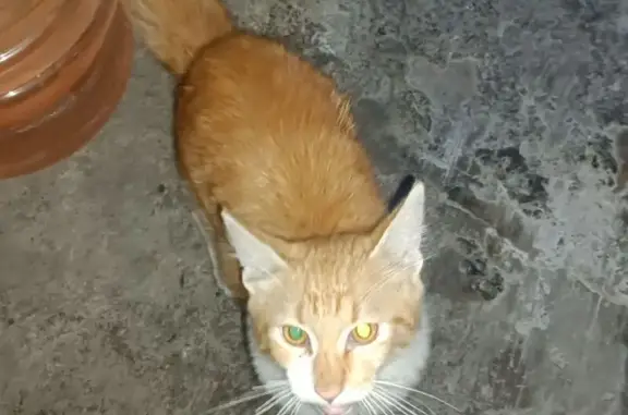 Gato encontrado San Pedro Garza Garcia, foto: Gato encontrado, Calle Antígona, 333, Monterrey, San Pedro Garza Garcia — pecho blanco