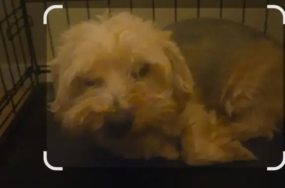 Lost dog, Penwood Drive, 2676, El Paso — timid male with limited vision - photo