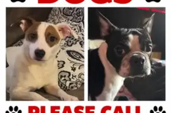 Lost dog, Mountain Mist Lane, 7100, Powell — energetic terrier - photo