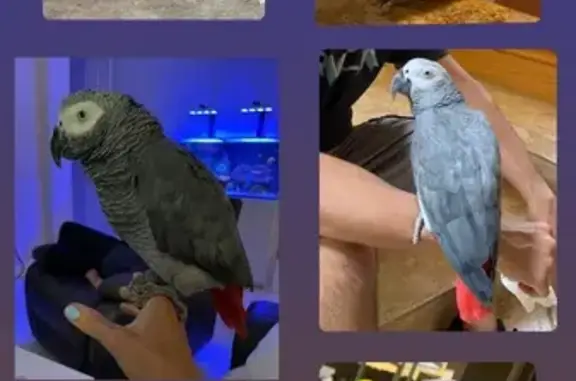 Lost bird, Delray Beach, Florida, West Palm Beach — male with a bright red tail - photo