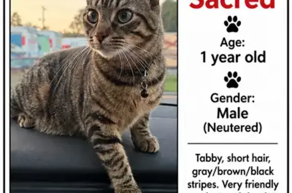 Lost cat, Frontier Fort Lane, 115, Strasburg — 1-year-old male brown tabby - photo