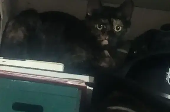 Lost cat, Colebrook Drive, 118, Vandalia, Englewood — female calico, black and orange - photo