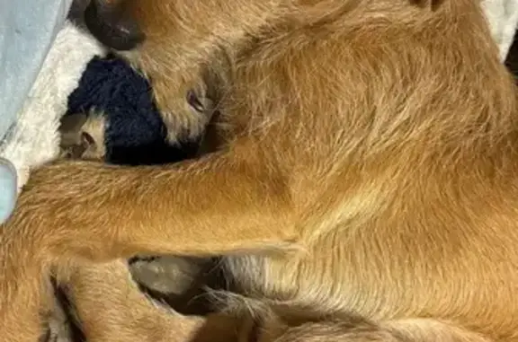 Lost male dog, East 112th Street, 1761, Burbank — small brown furry dog - photo