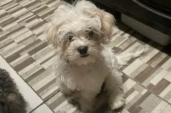 Lost dog, West Baseline Road, 1947, Phoenix — female with a pink collar - photo