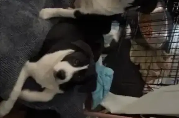 Lost male dog, North Hinde Street, 331, Washington Court House — black-and-white with distinctive spots - photo