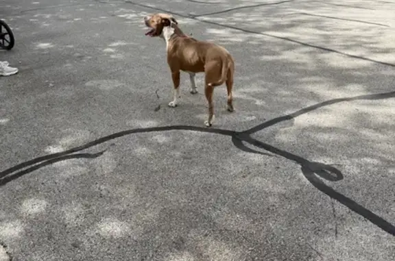 Found dog Fort Worth, photo: Found dog, Wentworth Street, 5124, Fort Worth — friendly male pit bull without a collar