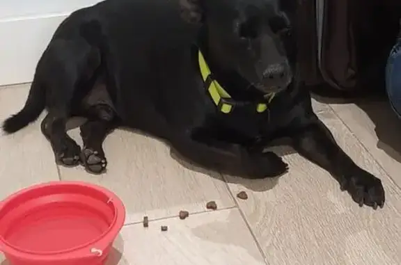 Animales encontrados Sevilla, foto: Encontrado perro macho pequeño y negro, Avenida de Ramón y Cajal, 53, Sevilla