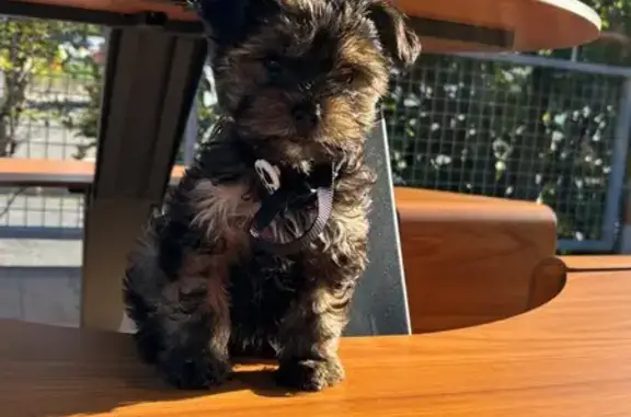 Perro perdido macho, Calle María Moliner, 3, Gijón — desapareció en Alcampo - photo